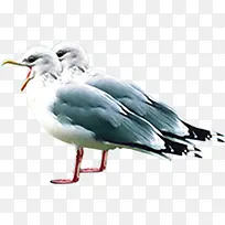 白色可爱小鸟动物-空若网 白色可爱小鸟动物-空若网