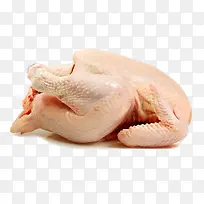 鸡-空若网 鸡-空若网