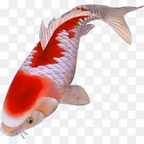 ��ɫ�ֻ��������-������