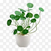 铜钱草装饰素材免费下载-空若网 铜钱草装饰素材免费下载-空若网