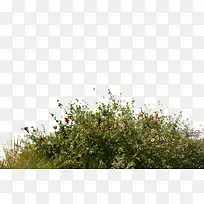 ɽ���ϵĲ� png�ز�-������