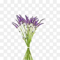 ޹�²�png�ز�-������