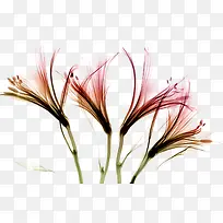 四颗绿草png素材-空若网 四颗绿草png素材-空若网