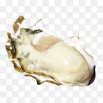 剥开的生蚝素材-空若网 剥开的生蚝素材-空若网