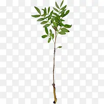 高清摄影合成效果草本植物-空若网 高清摄影合成效果草本植物-空若网