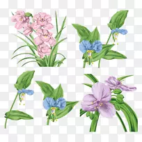 植物花卉-空若网 植物花卉-空若网