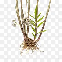 �Ӳ�ֲ��-������