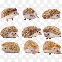 可爱小刺猬-空若网 可爱小刺猬-空若网