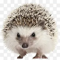 可爱刺猬-空若网 可爱刺猬-空若网