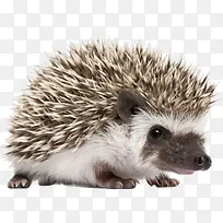 可爱小刺猬-空若网 可爱小刺猬-空若网