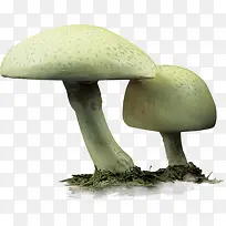 蔬菜菌菇-空若网 蔬菜菌菇-空若网