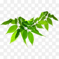 绿色春姿美景创意-空若网 绿色春姿美景创意-空若网