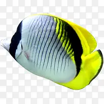 ������ɫ�ɰ�-������