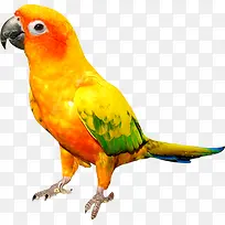 可爱黄色鹦鹉造型-空若网 可爱黄色鹦鹉造型-空若网
