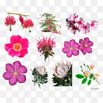 花卉设计-红色花卉-空若网 花卉设计-红色花卉-空若网