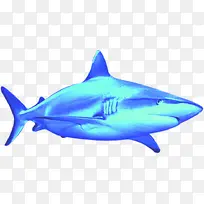 鲨鱼之新品促销海报-空若网 鲨鱼之新品促销海报-空若网