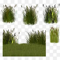 绿色狗尾巴草-空若网 绿色狗尾巴草-空若网