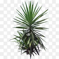 绿色草本植物摄影-空若网 绿色草本植物摄影-空若网