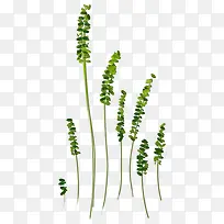 高清摄影绿色的植物草本-空若网 高清摄影绿色的植物草本-空若网