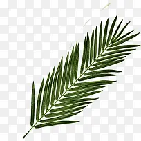 绿色粽叶绿色草本植物高清摄影-空若网 绿色粽叶绿色草本植物高清摄影-空若网