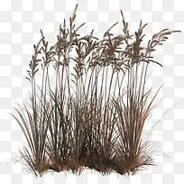 芦苇-空若网 芦苇-空若网