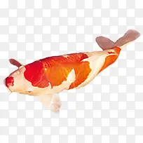 手绘创意鲈鱼背景-空若网 手绘创意鲈鱼背景-空若网