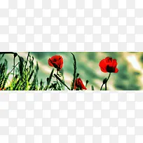 ����ʱ�б���-������