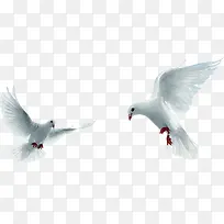 高清摄影活动白鸽-空若网 高清摄影活动白鸽-空若网