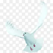 ��ɫ��̬��Ӱ�׸�-������