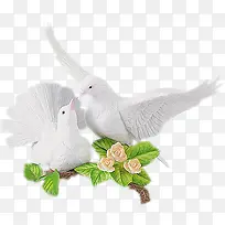 在树上休息的白鸽摄影-空若网 在树上休息的白鸽摄影-空若网