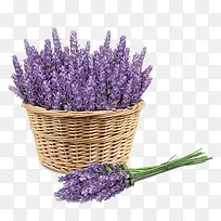 ��ɫ޹�²�-������