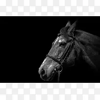 黑色背景高清马头摄影-空若网 黑色背景高清马头摄影-空若网