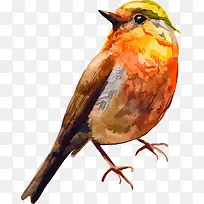 橙色的鸟-空若网 橙色的鸟-空若网