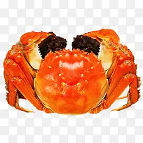 高清摄影橙色的大闸蟹-空若网 高清摄影橙色的大闸蟹-空若网