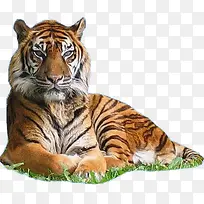 ſ�ѵĳ�ɫ�ϻ��ز�-������