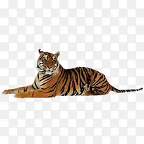 老虎动物之王-空若网 老虎动物之王-空若网