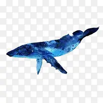 创意蓝色鲨鱼免抠素材-空若网 创意蓝色鲨鱼免抠素材-空若网