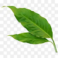 叶子长方形叶子-空若网 叶子长方形叶子-空若网