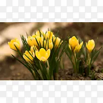 泥土小黄花绿草摄影图-空若网 泥土小黄花绿草摄影图-空若网