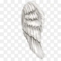 羽毛翅膀素材-空若网 羽毛翅膀素材-空若网