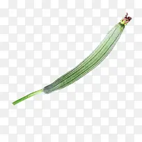 丝瓜-空若网 丝瓜-空若网