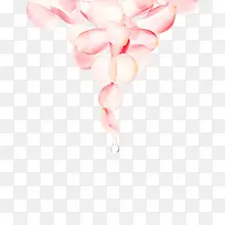 白色花瓣化妆品用-空若网 白色花瓣化妆品用-空若网