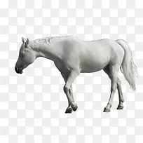 一匹白色的马-空若网 一匹白色的马-空若网