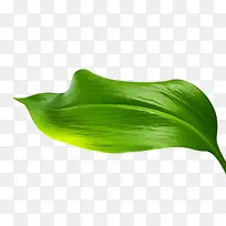 ������Ӱ��ɫ����Ҷ��Ҷ-������