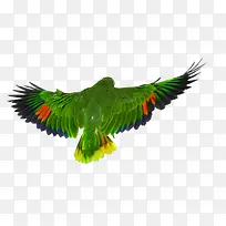 展翅的鹦鹉-空若网 展翅的鹦鹉-空若网