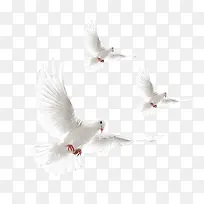 白色白鸽-空若网 白色白鸽-空若网