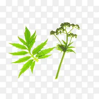 缬草调味品-空若网 缬草调味品-空若网