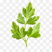 ÊÖ»æ¸ßÇåÂÌÉ«Êß²Ë-¿ÕÈôÍø ÊÖ»æ¸ßÇåÂÌÉ«Êß²Ë-¿ÕÈôÍø