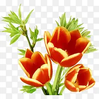 手绘橙色花卉插画-空若网 手绘橙色花卉插画-空若网