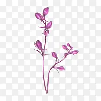 紫色雪依草-空若网 紫色雪依草-空若网